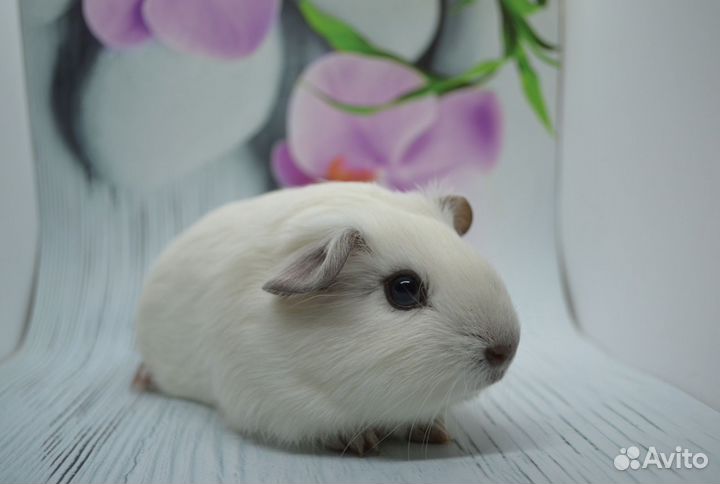 Морская свинка