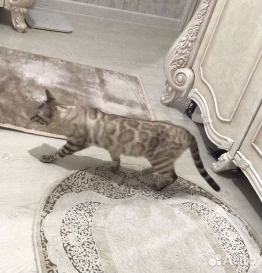 Бенгальский кот