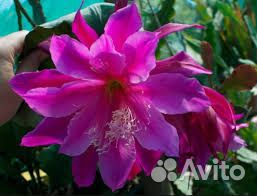 Эпифиллумы, Шлюмбергеры, Рипсалидопсис см. текст