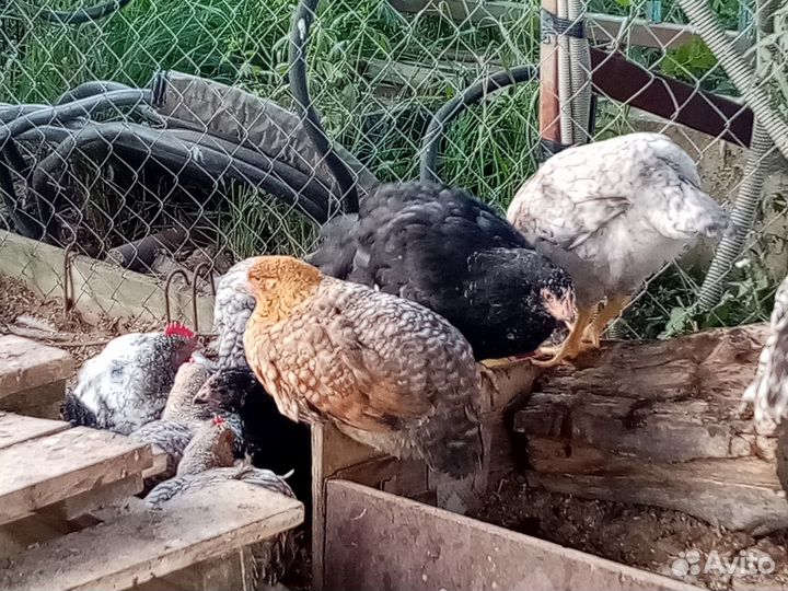 Куры молодки