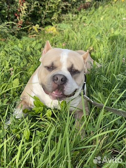 Вязка собак американский булли