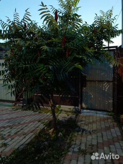 Растения для сада