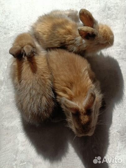 Продам декоративных кроликов