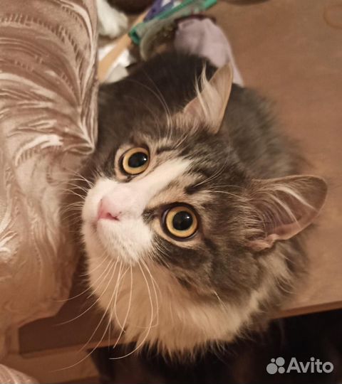 Кошки