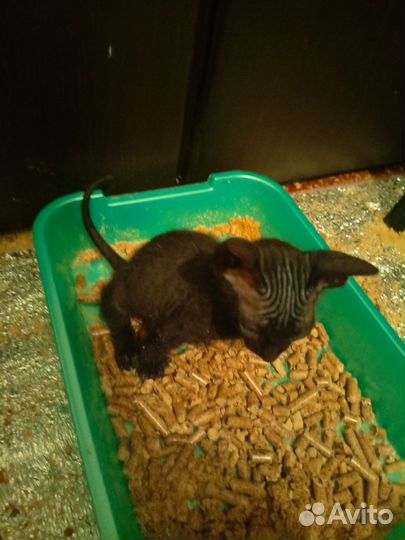 Донской сфинкс