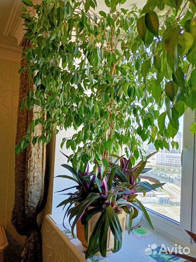 Фикус бенджамина большой цена за каждый