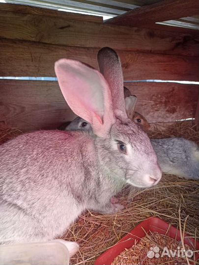 Продам кроликов