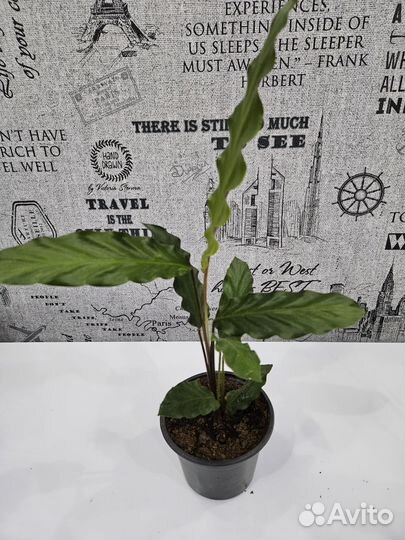 Цветы комнатные