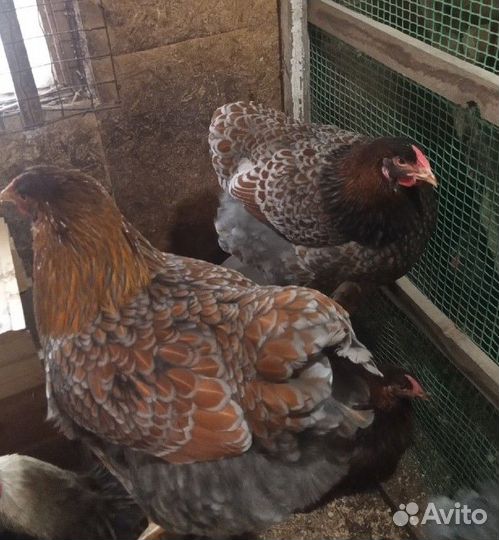 Виандот золото-голубо-окаймлённый