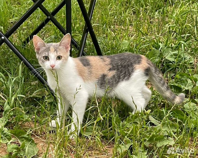 Белочка ищет дом