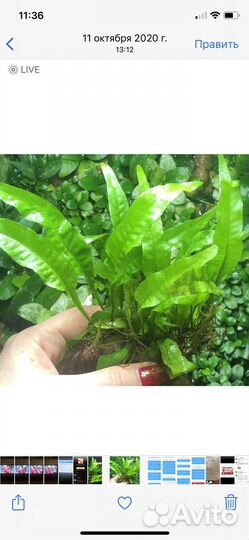 Аквариумные растения