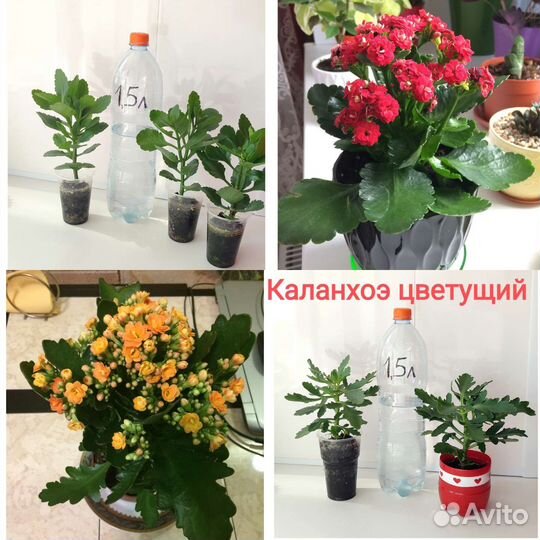 Растения комнатные микс