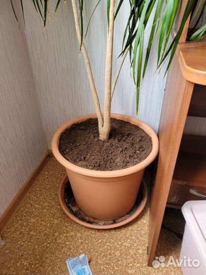 Пальма драцена