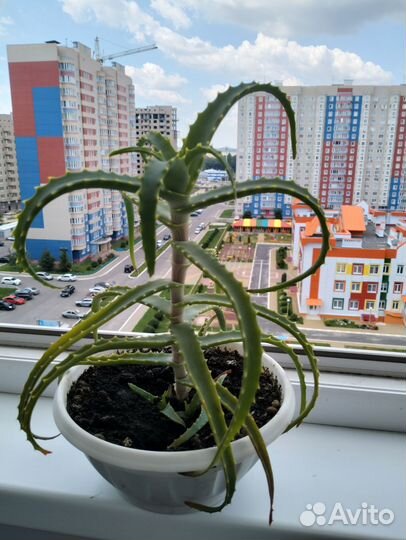 Цветок алое