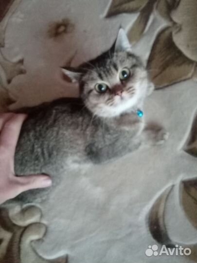 Шотландская золотая табби