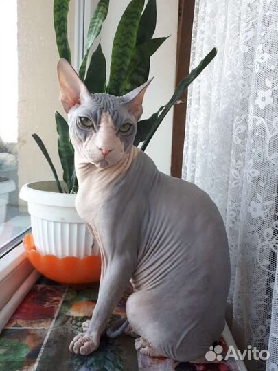 Донской сфинкс.Вязка