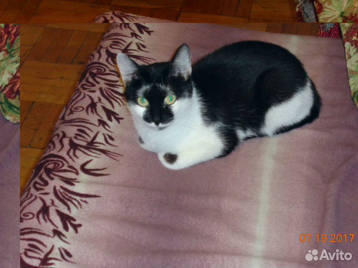 Кошка домашняя