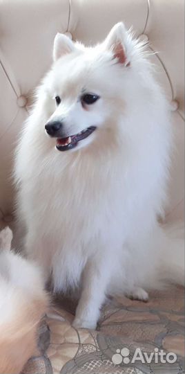 Японский шпиц щенки