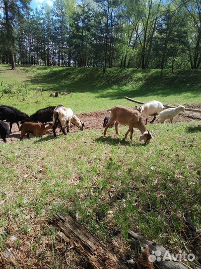 Козлики и козы