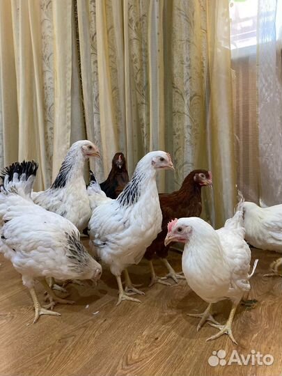 Куры несушки яйичные и мясо-яйичные, домашние)