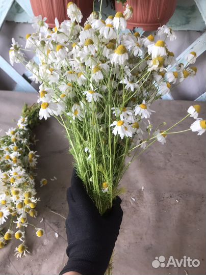 Лекарственные травы