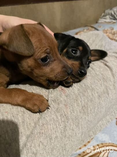 Щенки цвергпинчера