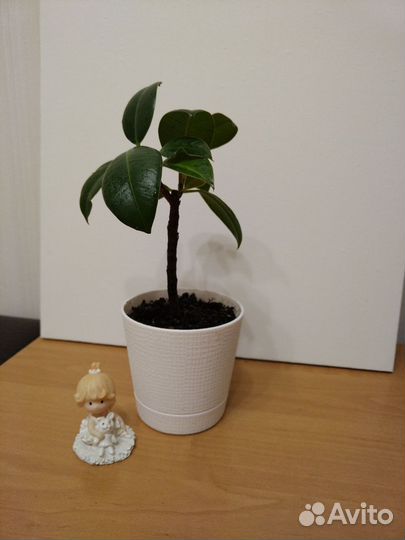 Фикус Эластика Робуста каучуконосный