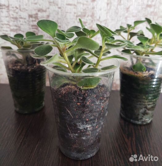 Ахризон Аихризон