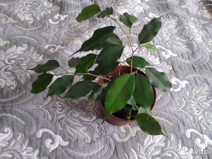 Фикус бенджамина