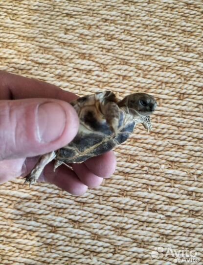 Сухопутная черепашка