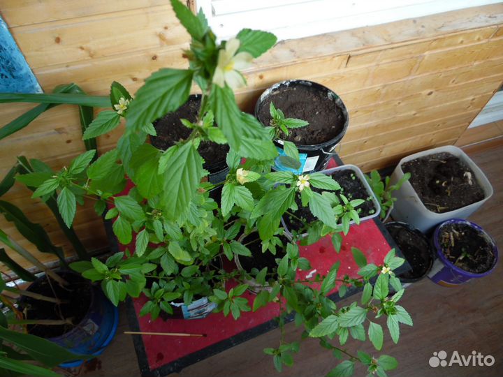 Turnera diffusa / Дамиана / семена