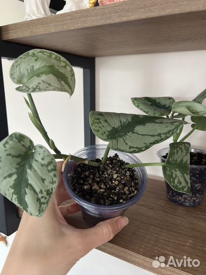 Сциндапсус треби, экзотика, эпипремнум