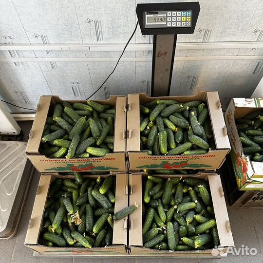 Огурцы свежие оптом