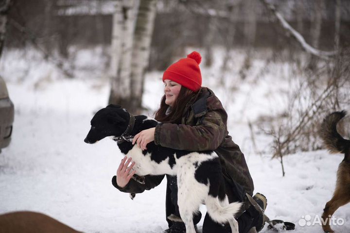 Собака в добрые руки