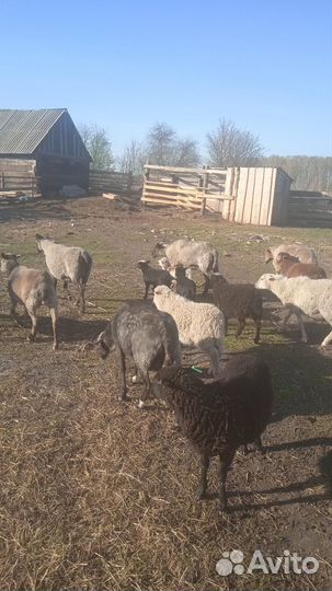 Продам овец