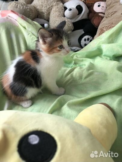 Котята в добрые руки даром
