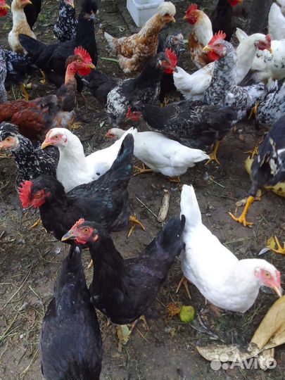 Молодые петушки