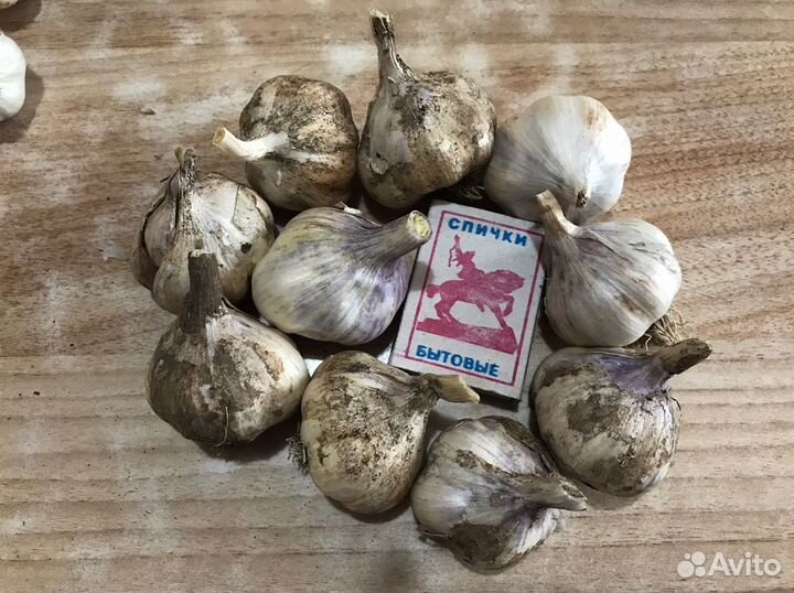 Продам чеснок