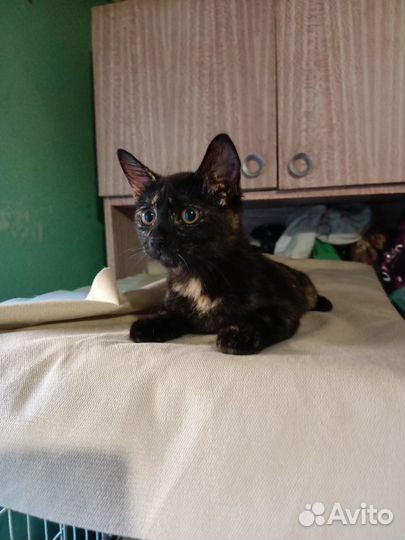 Котенок милая ласковая девочка