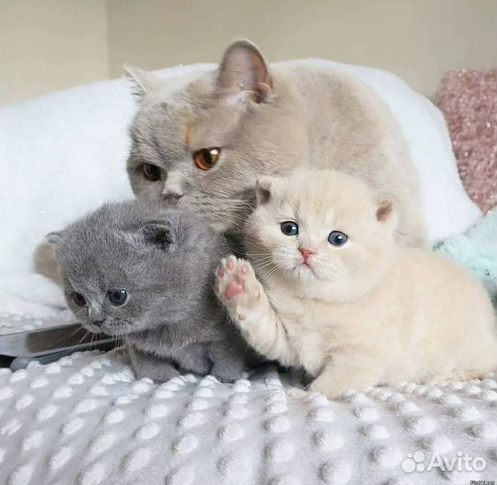 Шотландские котята