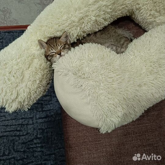Котик бесплатно