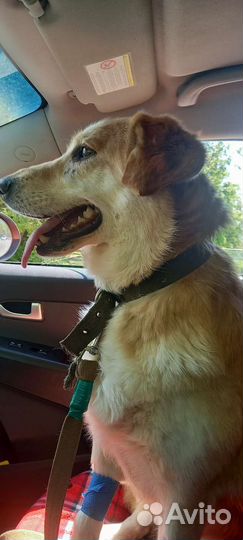 Собака в добрые руки