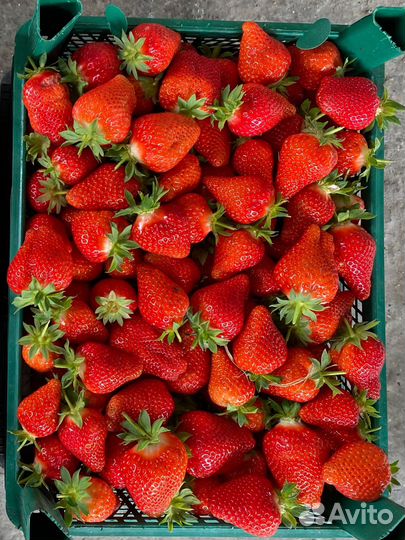 Усы клубники Брилла