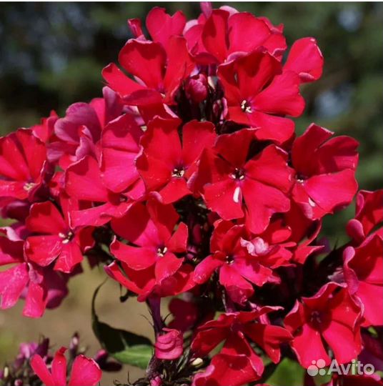 Флоксы сортовые