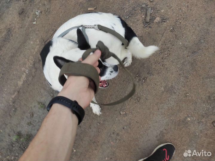 Собака в добрые руки отдам бесплатно