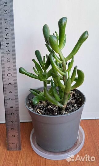 Толстянка хоббит