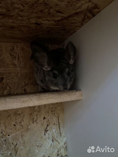 Шиншилла