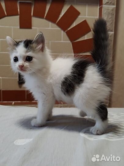 Котята в добрые руки бесплатно