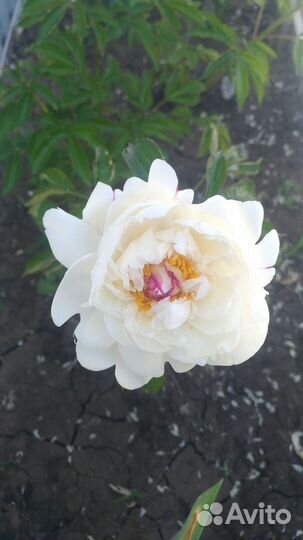 Пионы цветы срезка