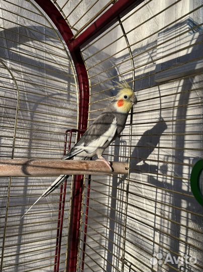 Попугай корелла